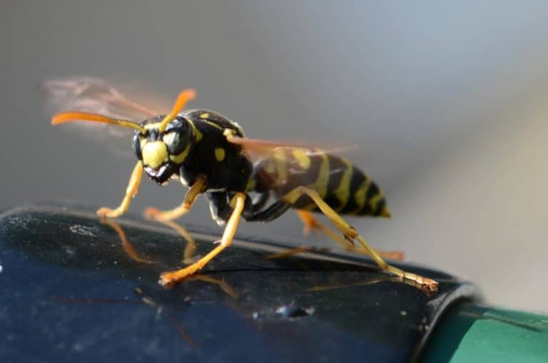 wasps are in my house