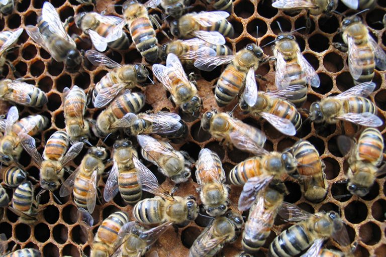 Humane bee removal