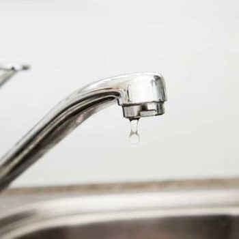 bugs in my sink