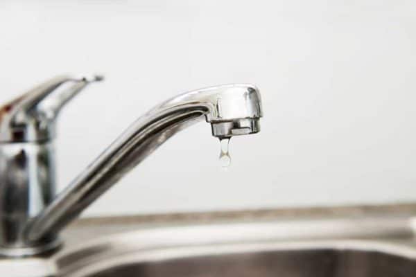 bugs in my sink