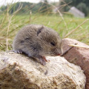 Vole removal near Butte