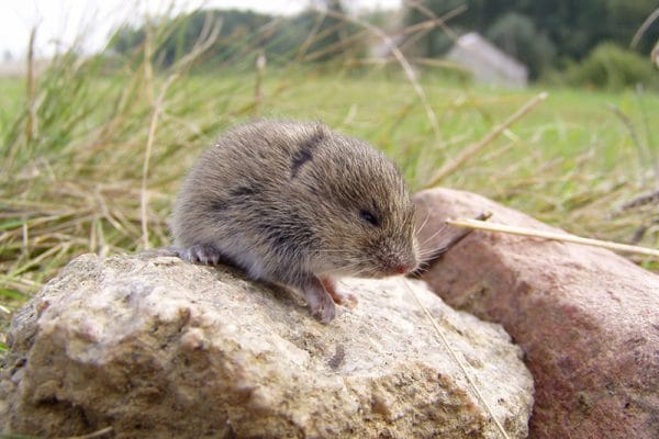 Vole removal near Butte