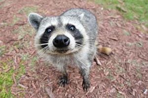 Wildlife Control and Removal